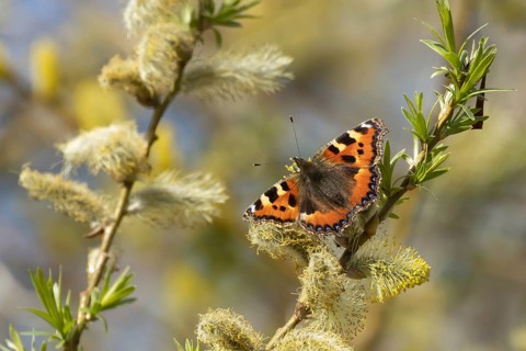 Small tortoiseshell butterfly (Aglais urticae) adult insect feeding on Goat willow (Salix caprea)