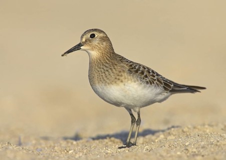 Baird's Sandpiper (Calidris bairdii), Ohio, USA