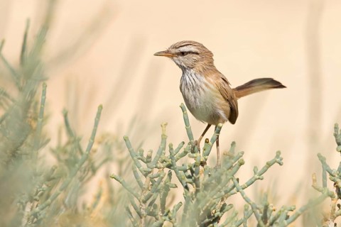 Wüstenprinie, Scotocerca inquieta, African Scrub-Warbler, Scrub Warbler Streaked Scrub Warbler,