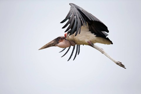 Marabou Stork (Leptoptilos crumenifer) flying, Semuliki National Park, Uganda