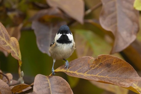 Coal tit (Periparus ater) adult garden bird in a Magnolia tree with autumn colour leaves, Suffolk,