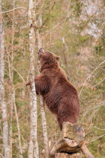 A young male Eurasian brown bear (Ursus arctos arctos) stands tall on a rotten tree lying on the