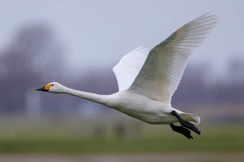 Tundra Swan (Cygnus columbianus bewickii) flying, Netherlands