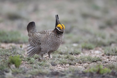 Lesser Prairie Chicken (Tympanuchus pallidicinctus) male, New Mexico, USA