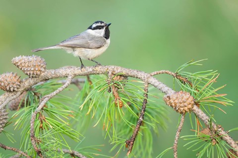 Mountain Chickadee (Poecile gambeli) perched on a conifer branch, Colorado, USA