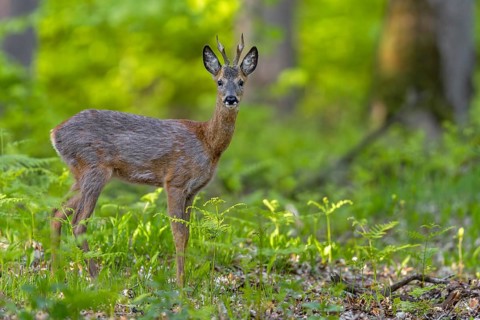 A movement has induced the roebuck (Capreolus capreolus) to move back into the protective cover,