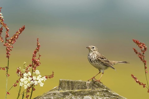 Meadow Pipit (Anthus pratensis), Netherlands
