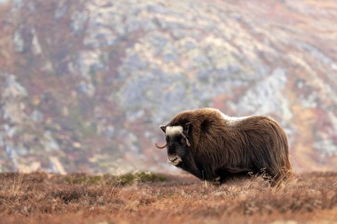 Musk ox (Ovibos moschatus) standing in the tundra in autumn, Dovrefjell-Sunndalsfjella National
