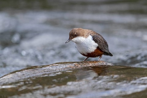 White-throated Dipper (Cinclus cinclus), Baden-Wuerttemberg, Germany