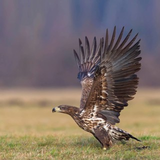 White-tailed eagle, hawk family, animals, birds, birds of prey, (Haliaeetus albicilla), biotope,