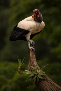 A king vulture in the rain in a lowland forest in Costa Rica
