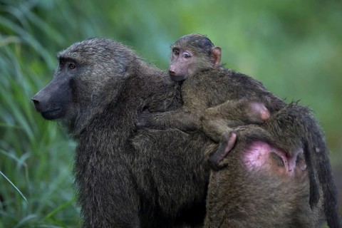 Olive Baboon (Papio anubis) baby on mother's back, Bigodi Wetlands, Uganda