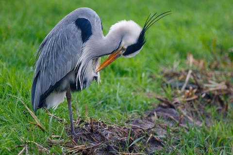 Grey Heron (Ardea cinerea) preening, Netherlands