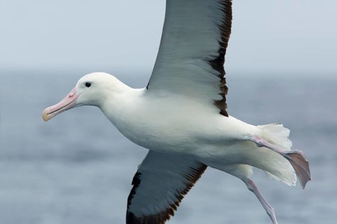 Northern Royal Albatross (Diomedea sanfordi) flying, Victoria, Australia