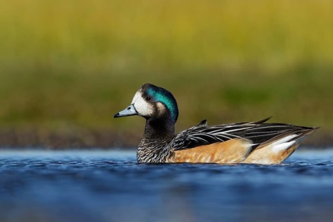 Chiloe Wigeon (Anas sibilatrix) swimming in a small lake in Chile