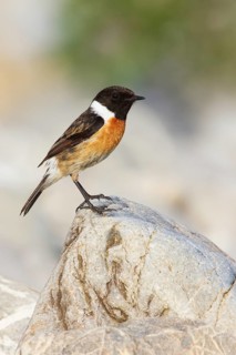 European Stonechat (Saxicola rubicola) male, St. Gallen, Switzerland