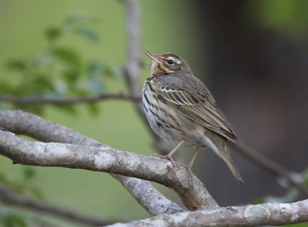 Olive-backed Pipit (Anthus hodgsoni), Uttarakhand, India