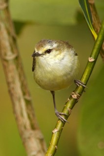 Chatham Gerygone (Gerygone albofrontata), Chatham Island, New Zealand