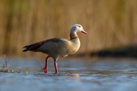 Egyptian Goose (Alopochen aegyptiaca), North Rhine-Westphalia, Germany