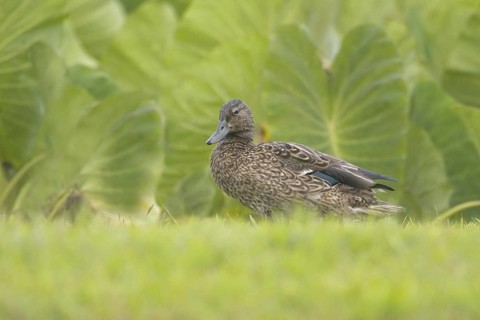 Hawaiian Duck (Anas wyvilliana), Hawaii, USA