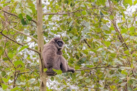 A silvery gibbon (Hylobates moloch) sits in a tree looking into the camera. Java, Indonesia