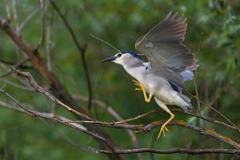 Black-crowned black crowned night heron (Nycticorax nycticorax), Bihoreau gris, HÈron bihoreau,