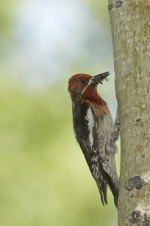 Red-breasted Sapsucker (Sphyrapicus ruber), California, USA