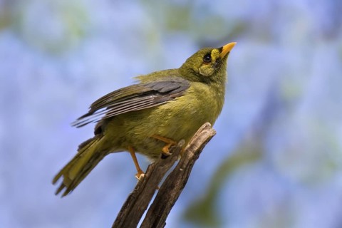 Bell Miner (Manorina melanophrys), Queensland, Australia