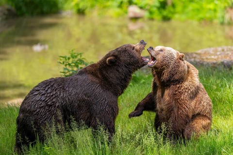 Eurasian brown bear (Ursus arctos arctos) playing with each other on a meadow, Bavarian Forest,