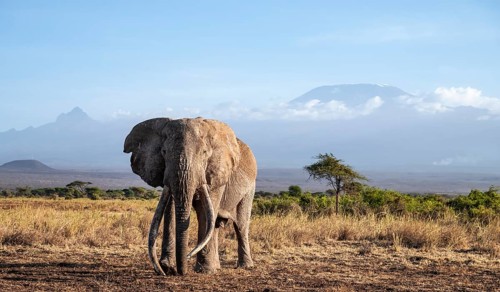 African elephant (Loxodonta africana) in picturesque landscape with the summit of Mount