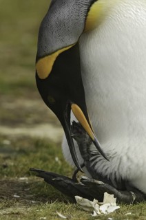 King Penguin (Aptenodytes patagonicus), Falkland Islands
