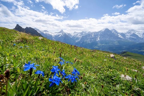 Spring gentian (Gentiana verna) on a mountain meadow, mountain panorama with Finsteraarhorn, Eiger,