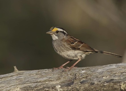 White-throated Sparrow (Zonotrichia albicollis), Michigan, USA