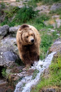 Eurasian brown bear (Ursus arctos arctos), adult, male, at the water, alert, in summer, Bavarian