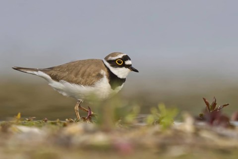 Little Ringed Plover (Charadrius dubius) male foraging, North Rhine-Westphalia, Germany