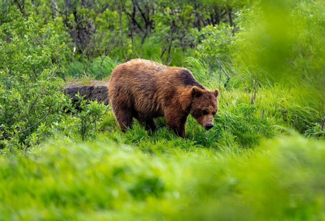 Brown bear (Ursus arctos) in the grass in spring, Alaska, USA