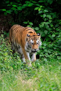 Siberian tiger (Panthera tigris altaica), adult, male, running, stalking, alert