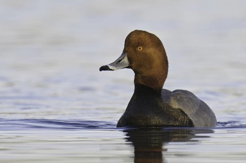 Redhead (Aythya americana) male, Arizona, USA