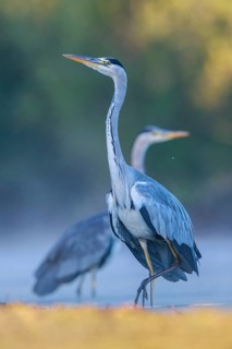 Grey Heron (Ardea cinerea) in a threathening posture, North Rhine-Westphalia, Germany