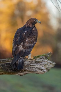 One golden eagle (Aquila chrysaetos) sitting on a broken and rotting log with fall foliage in the