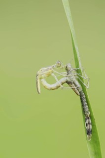 Willow Emerald Damselfly (Chalcolestes viridis) hatching, hatching, larva, dragonfly larva, North