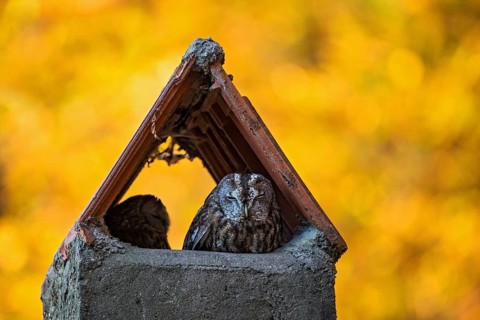Tawny owl (Strix aluco) Male and female resting at the daytime roost in a chimney in the colourful