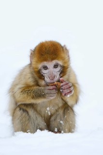 Barbary macaque or magot (Macaca sylvanus), young animal sitting in the snow and eating, winter,