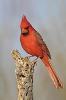 Northern Cardinal (Cardinalis cardinalis), Arizona, USA