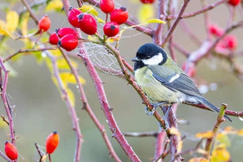 Great tit (Parus major) Germany
