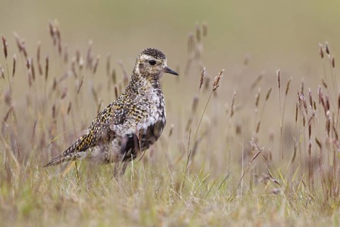 European Golden Plover (Pluvialis apricaria), Iceland