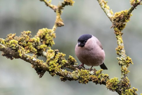 Bullfinch (Pyrrhula pyrrhula), Emsland, Lower Saxony, Germany