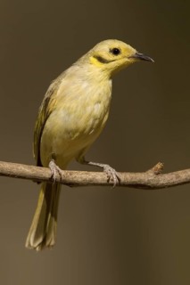 Yellow-tinted Honeyeater (Ptilotula flavescens), Western Australia, Australia