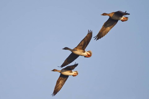 Taiga Bean Goose (Anser fabalis) flying, North Rhine-Westphalia, Germany
