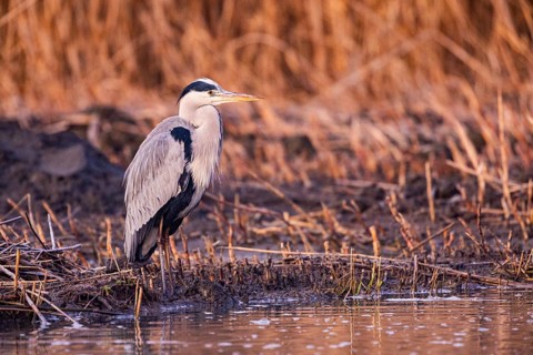 Grey heron (Ardea cinerea) Germany